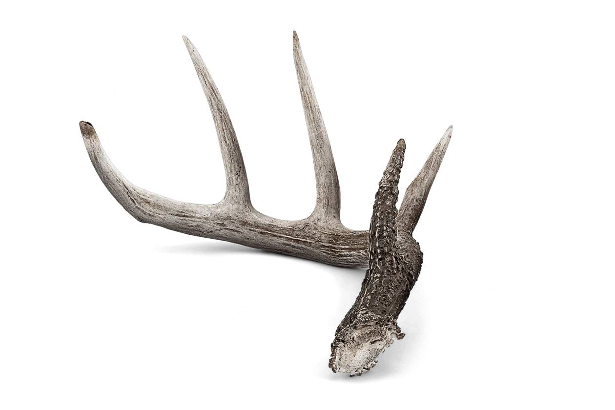 antlers