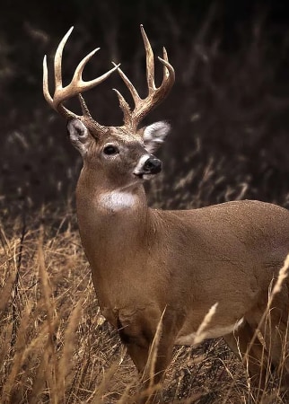 a buck
