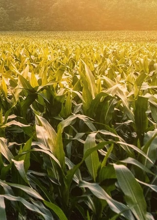 a corn field during sunset