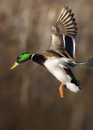 a mallard landing