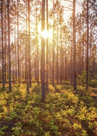 the sun shinning through a forest