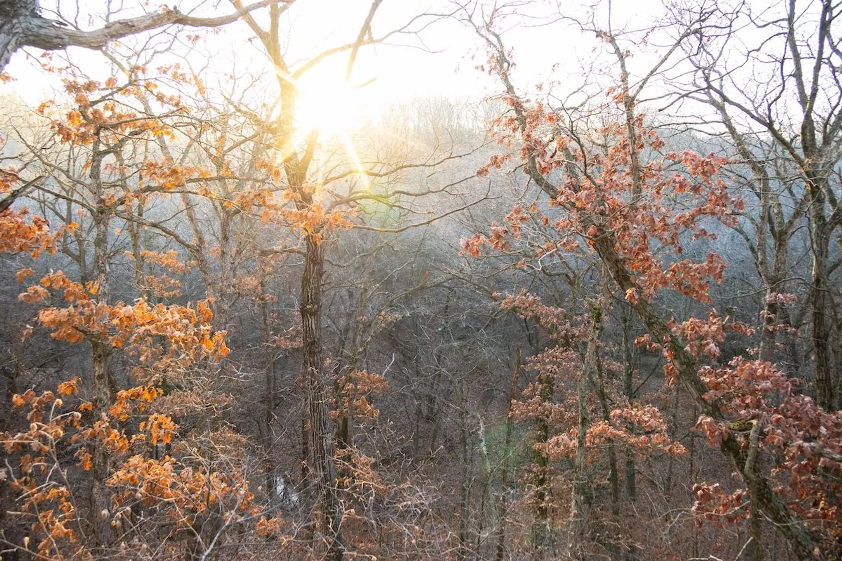 Misty wooded hillside at sunrise with bare trees and scattered orange autumn leaves in northwestern Illinois forest