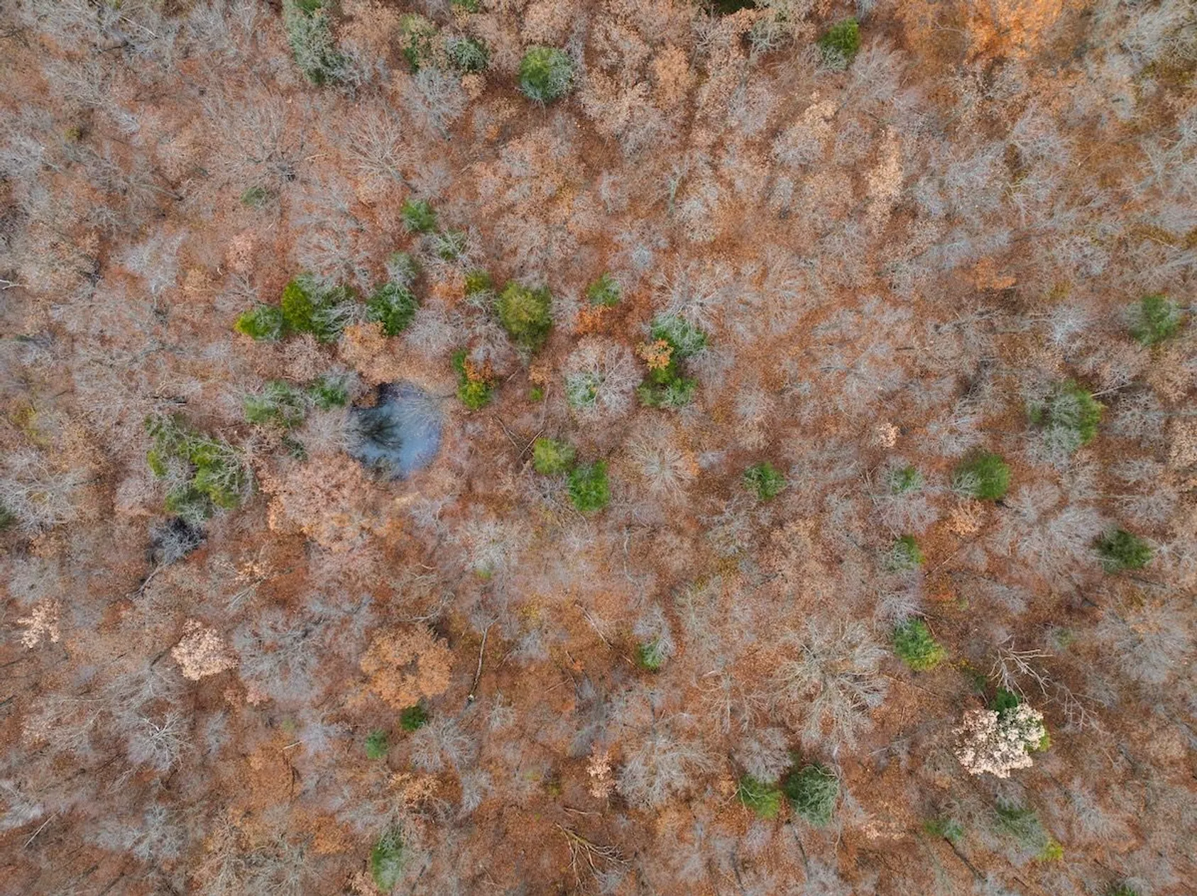 Aerial view of small pond surrounded by brown winter vegetation with scattered green shrubs in rural landscape