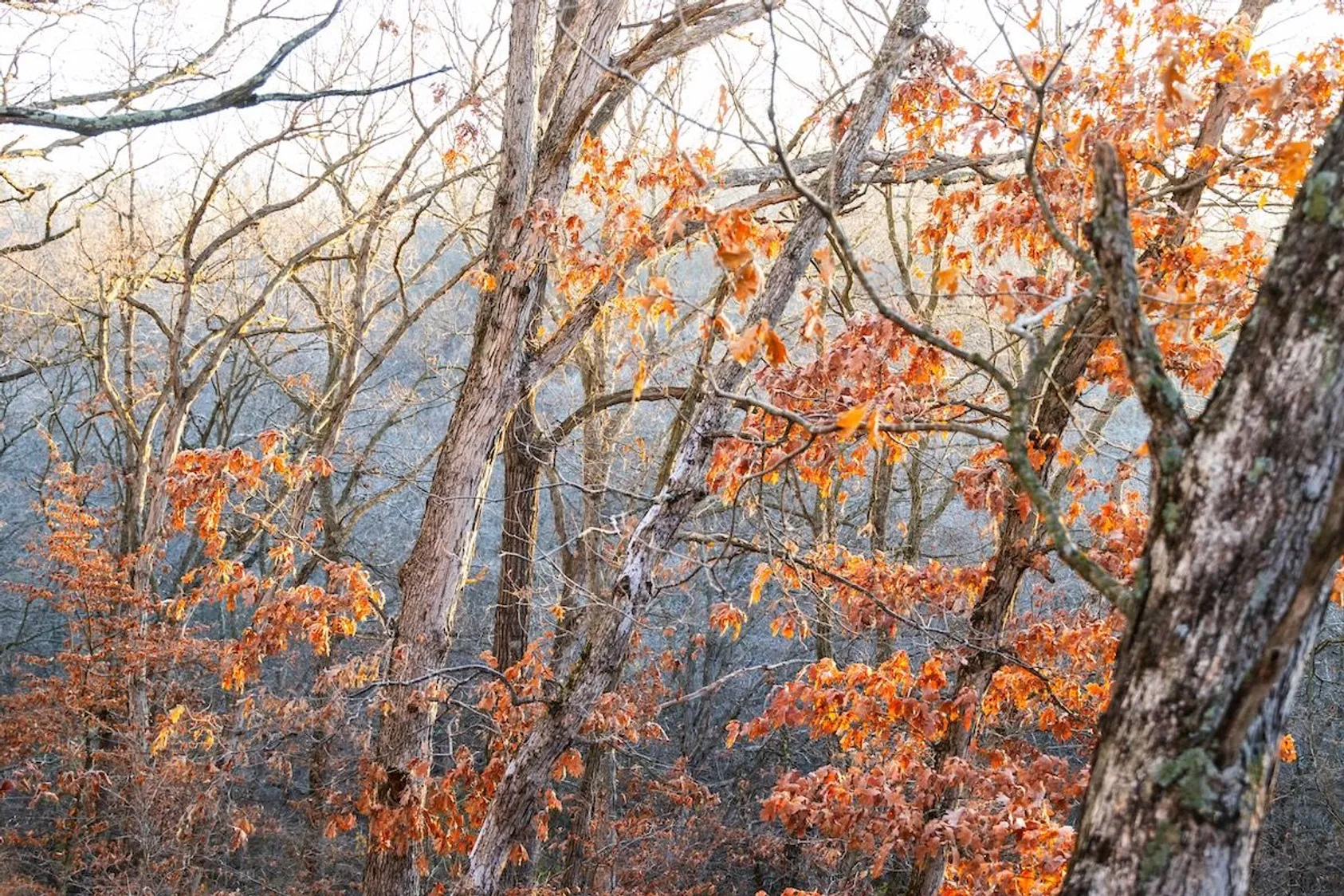 Hillside forest with bare trees and scattered orange autumn leaves clinging to branches overlooking distant valley
