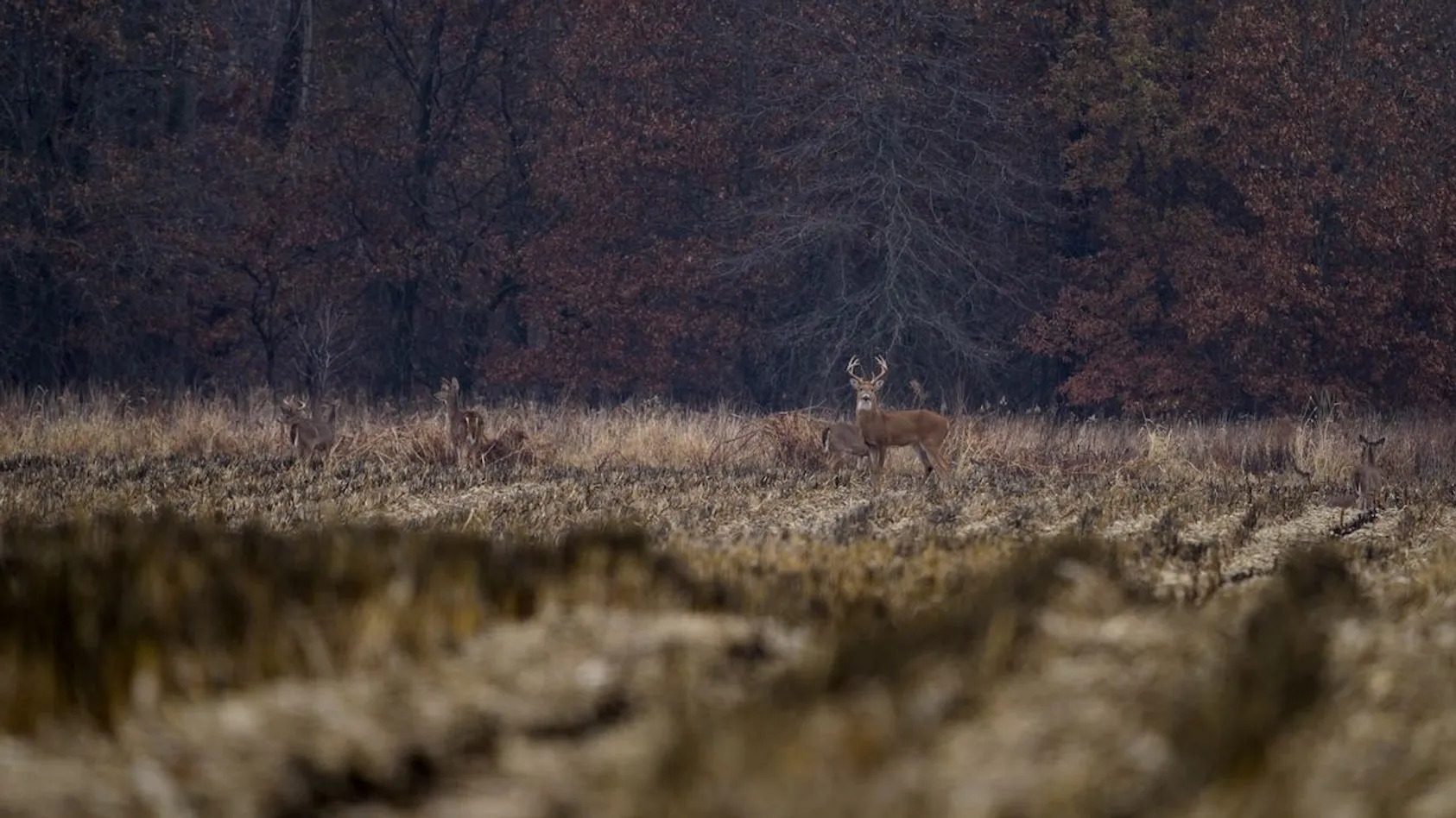 Deer grazing in open field captured by trail camera, demonstrating successful wildlife monitoring and deer activity documentation