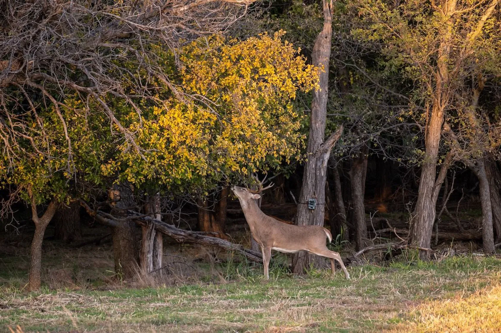 White-tailed deer standing alert in golden evening light near trees, showing successful wildlife photography results from trail camera monitoring