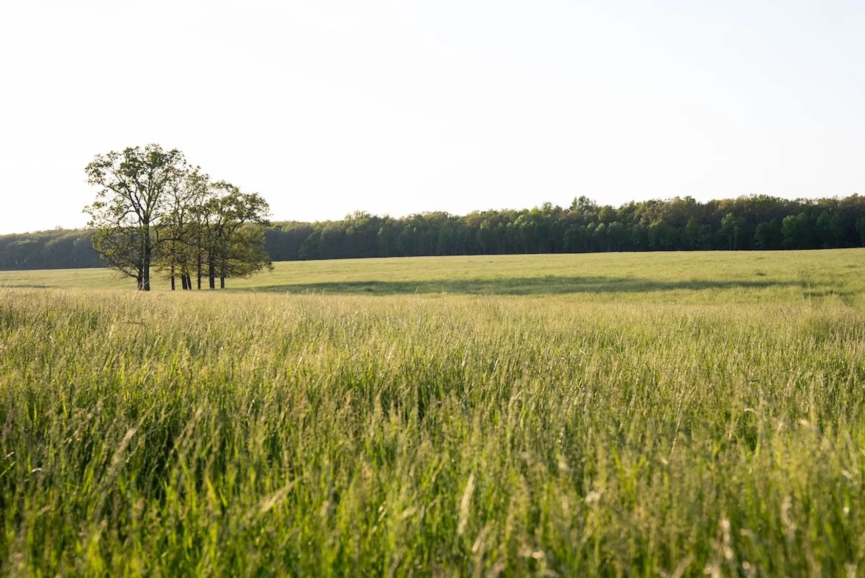 Golden wheat or grain field in foreground with cluster of trees and wooded area in the background during golden hour.