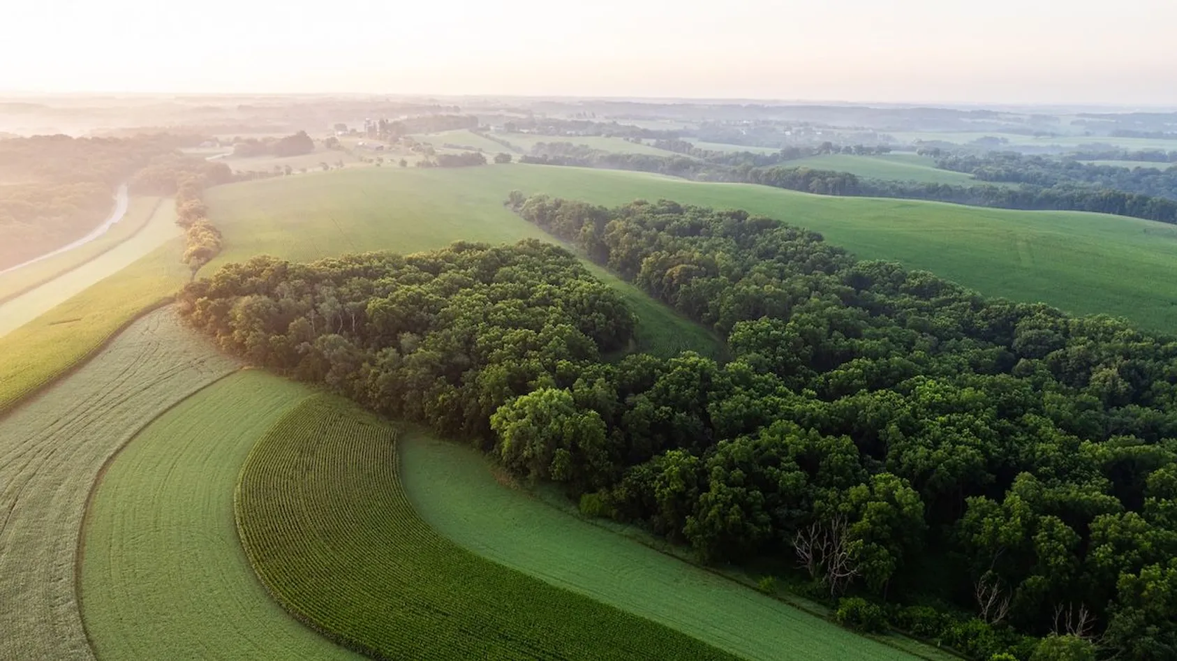 Sunrise aerial view of farmland with curved wooded strip separating green pastures and crop rows.