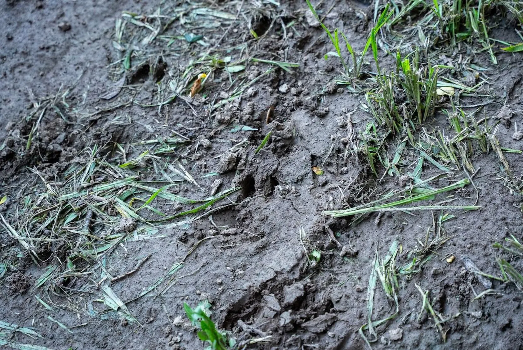 Close-up of deer hoof prints in dark muddy soil with scattered grass and plant debris.