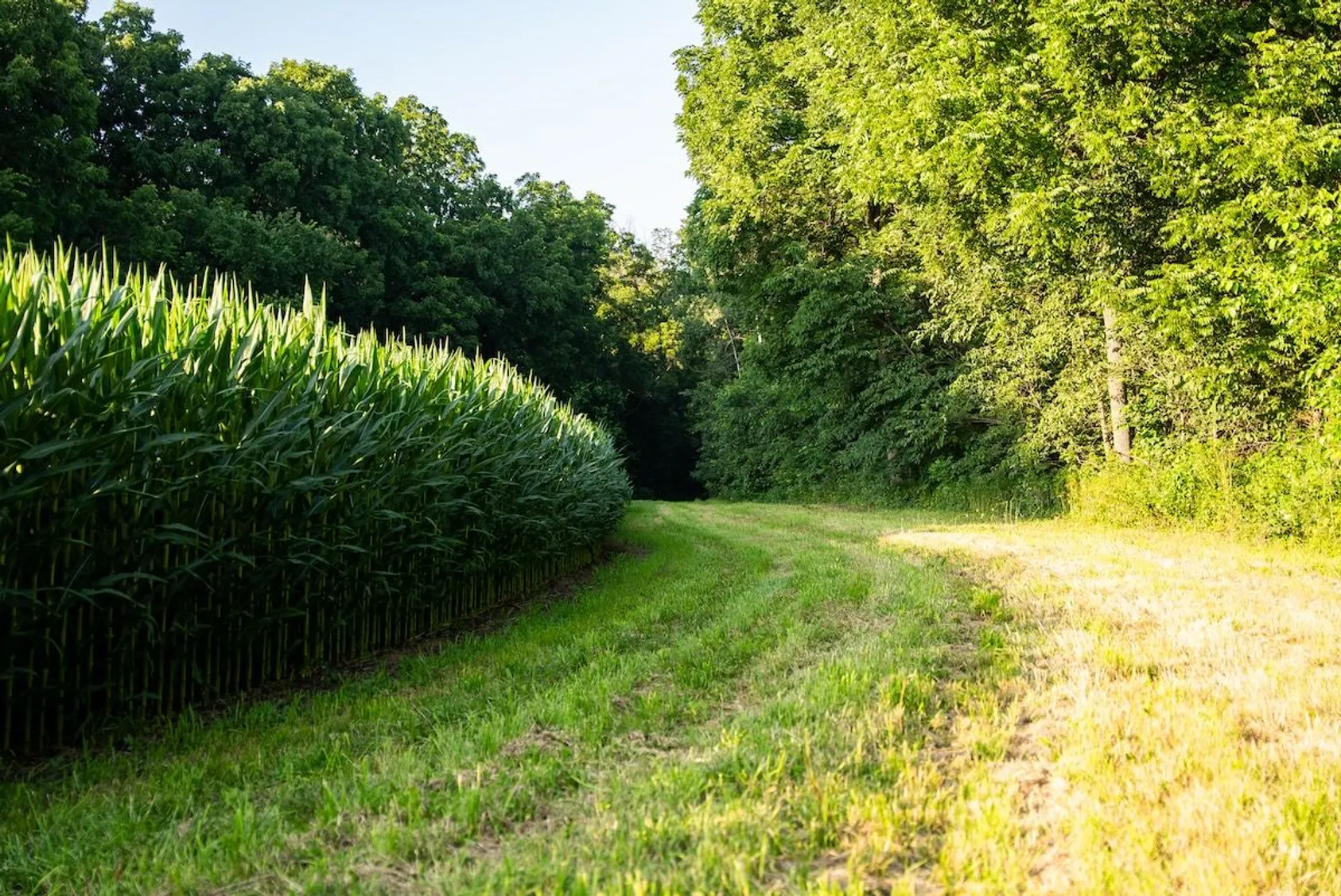 Tall green corn field bordering grassy path with sunlit clearing and forest edge.