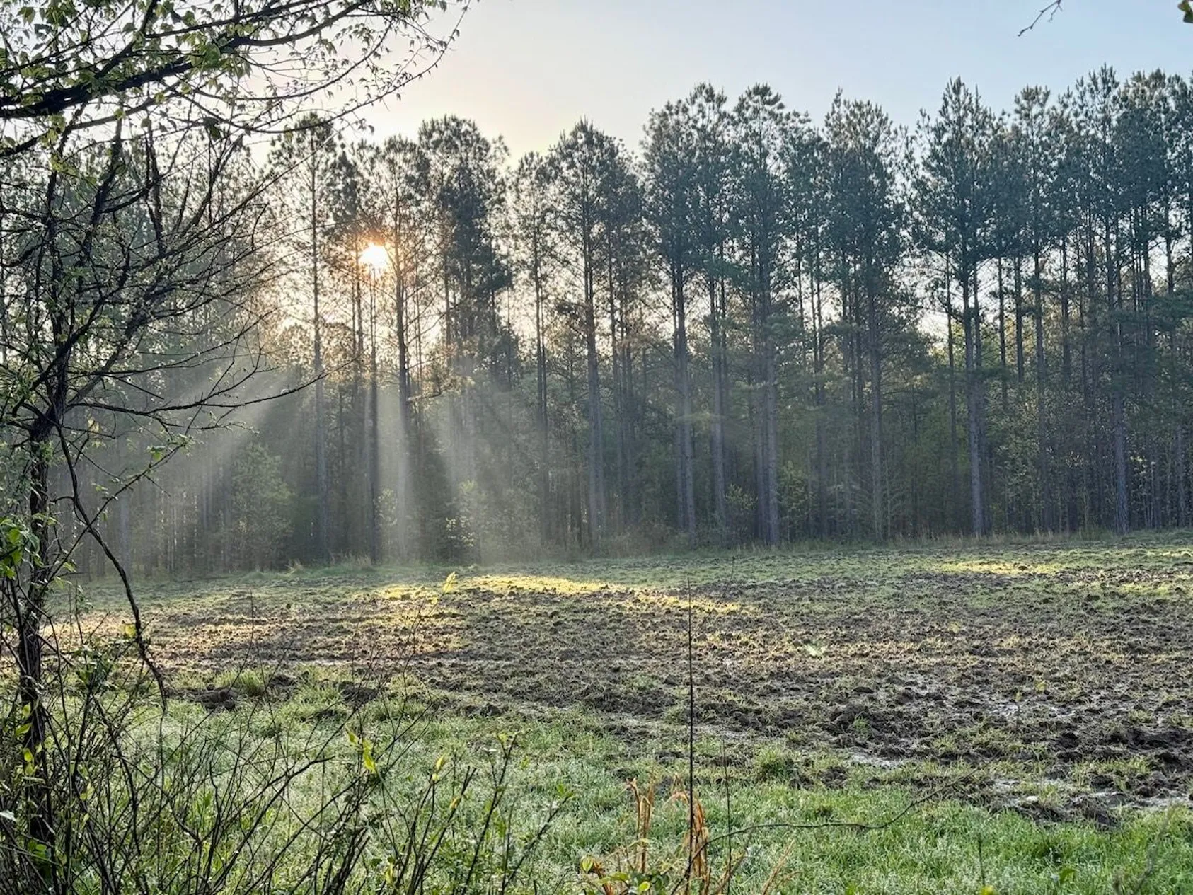 Misty sunrise over tilled brown field bordered by tall pine forest with sunbeams filtering through trees.