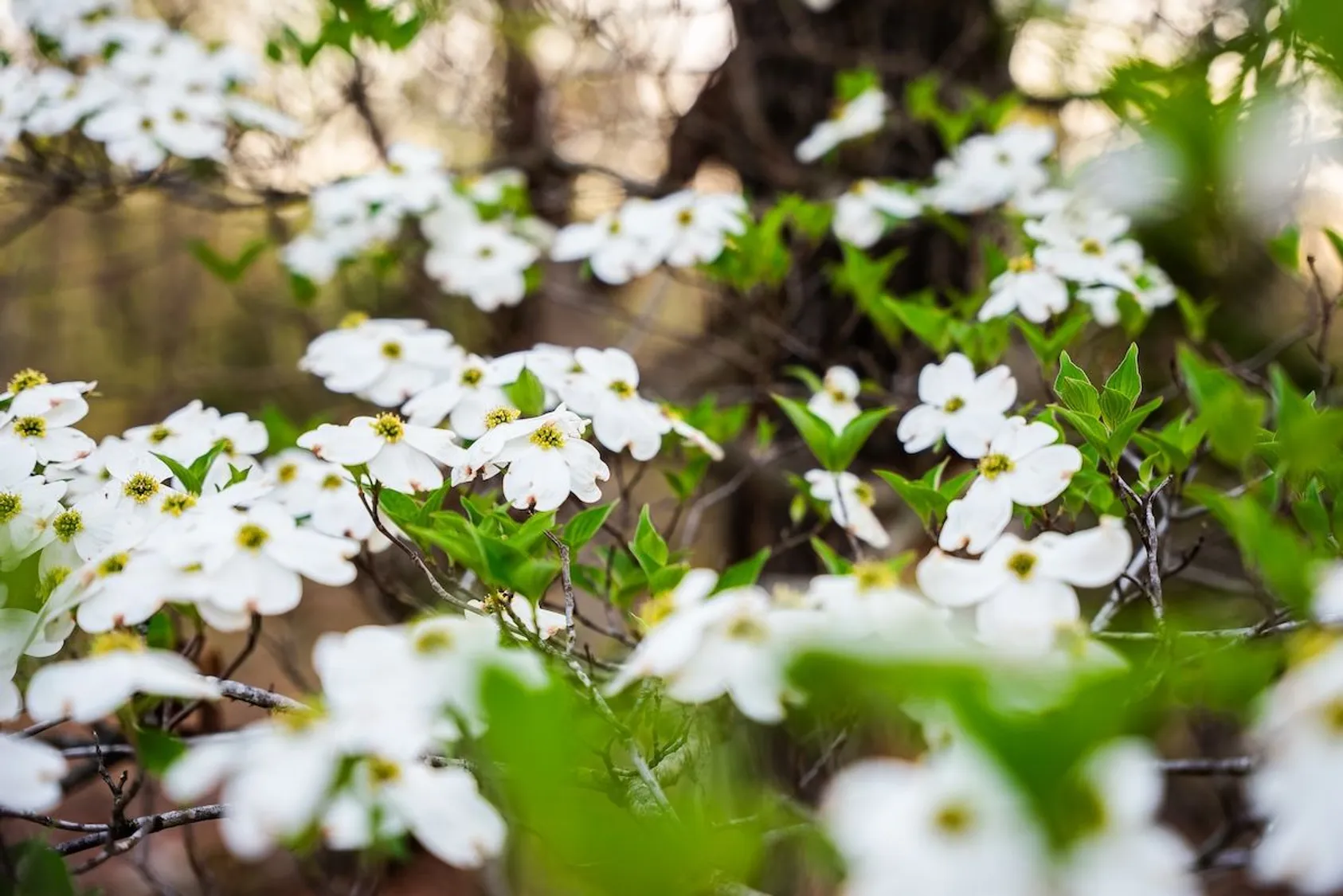 Close-up of white dogwood flowers with yellow centers blooming on branches with bright green leaves.