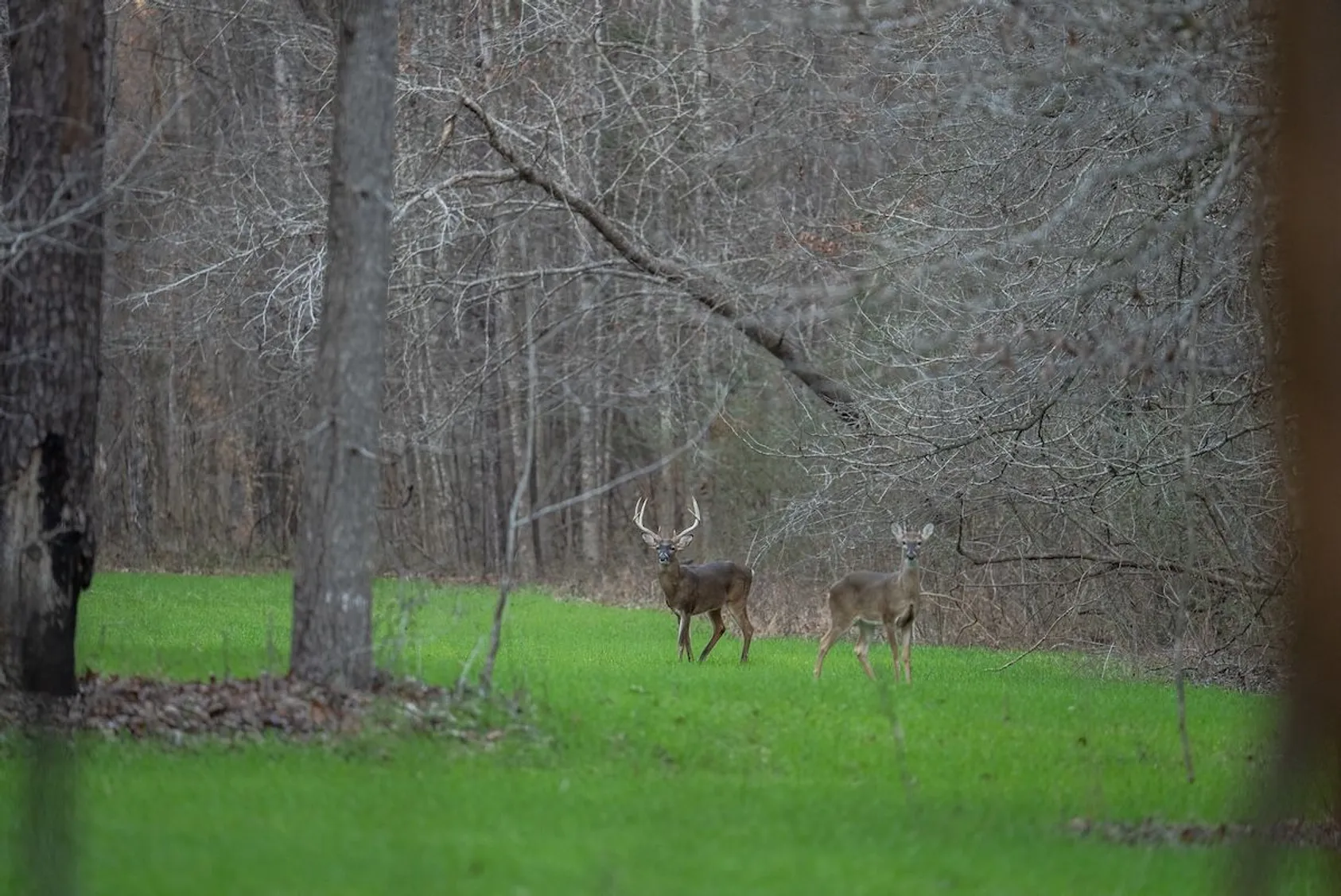Two white-tailed bucks with antlers standing in green food plot at edge of bare winter forest.