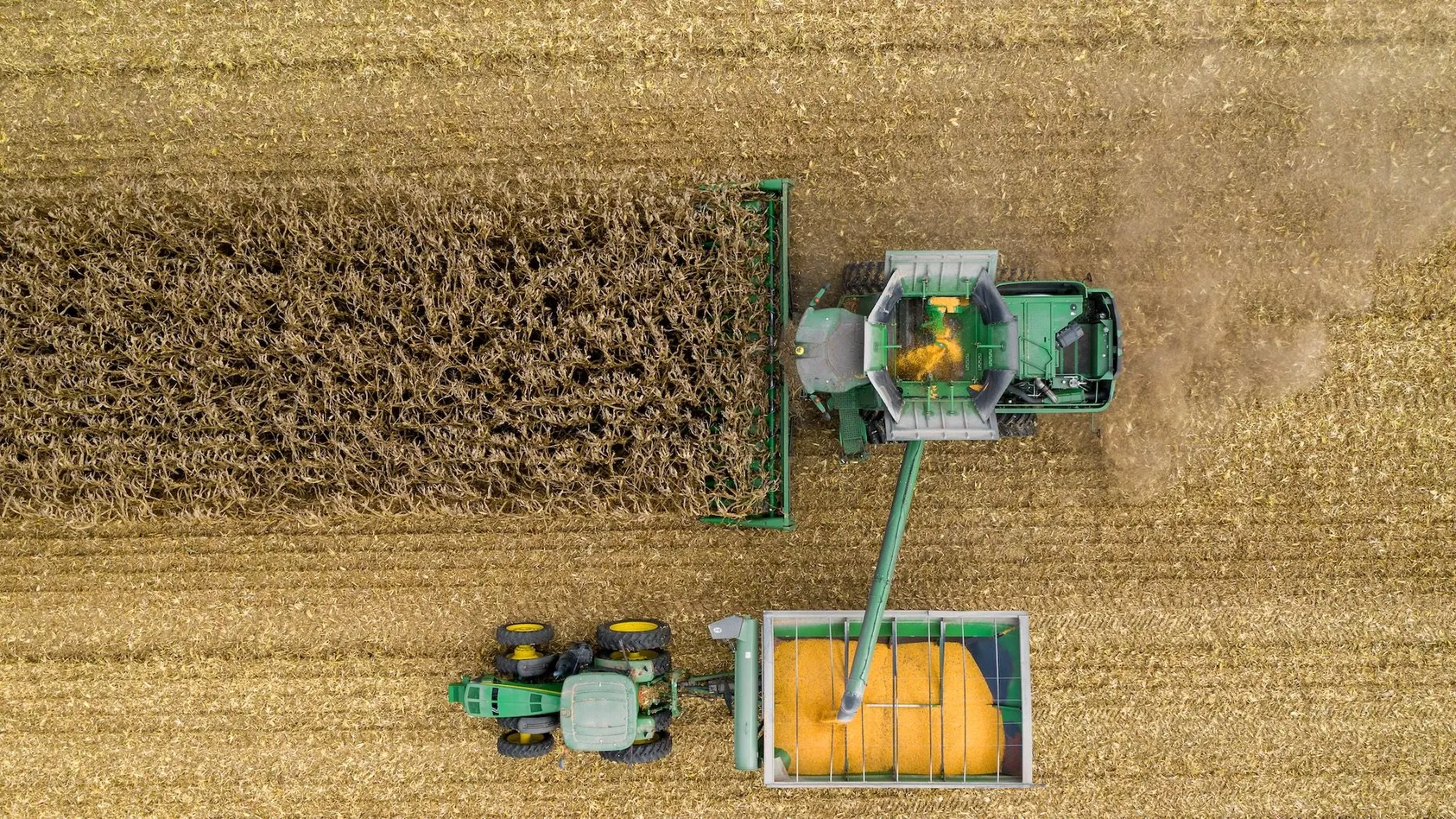 Overhead view of green combine harvester transferring yellow grain into grain cart pulled by tractor in harvested field