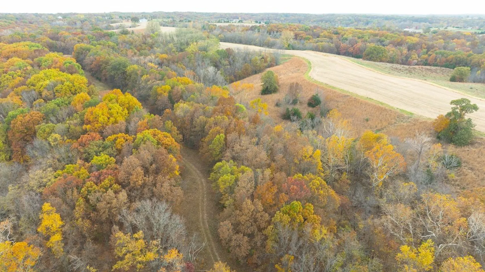 Aerial view of mixed autumn forest with yellow, orange, and green trees bordering harvested agricultural fields.