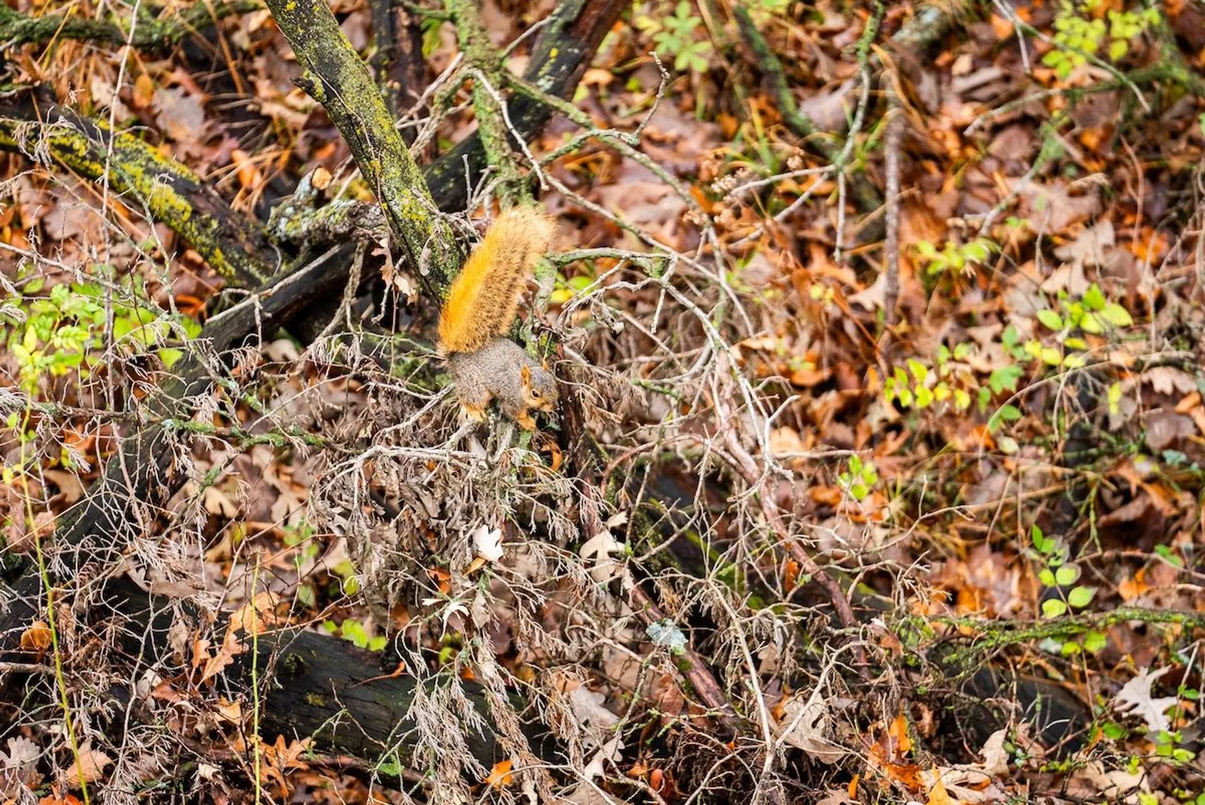 Fox squirrel with bushy orange tail on moss-covered branch among fallen leaves and forest floor debris.