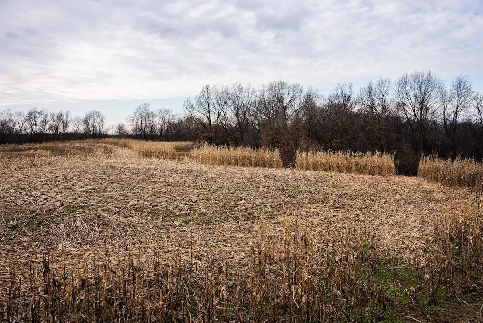 Harvested cornfield with golden stubble and standing dried corn patches along bare tree line under cloudy sky.