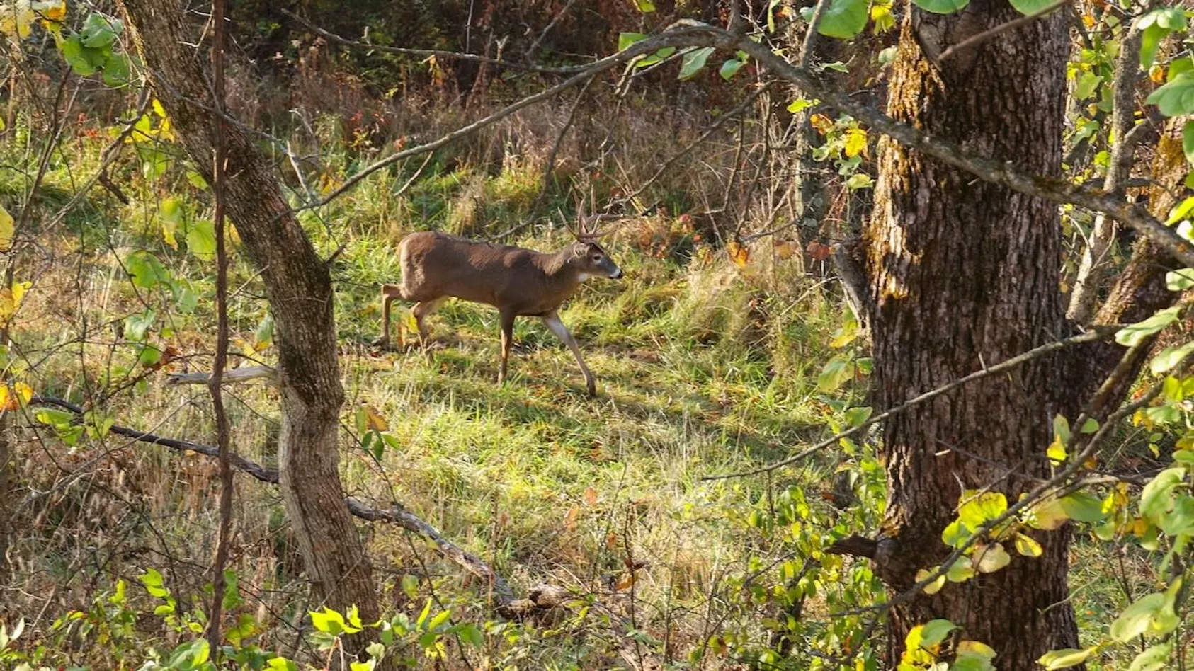 Hunting Lease or Vacant Land Insurance? A Landowner’s Coverage Guid Featured Image