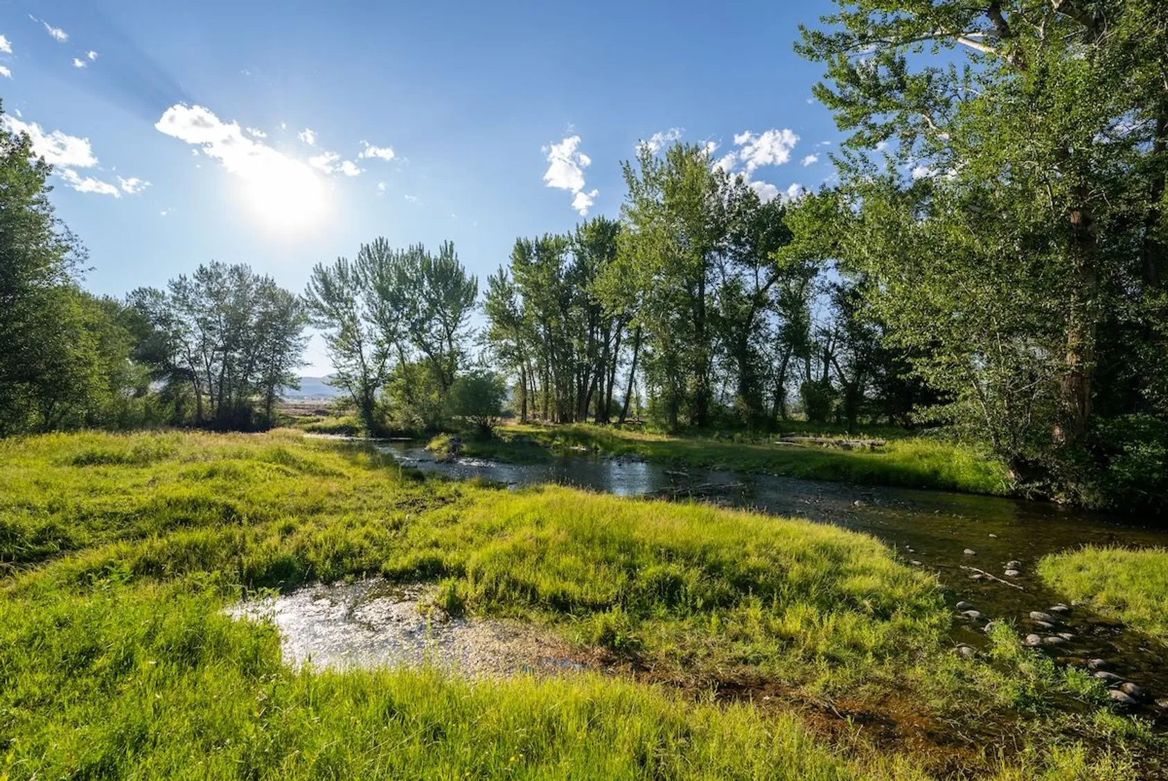 Shallow stream flowing through green grassy wetland with gravel bars under bright sun and mature deciduous trees.