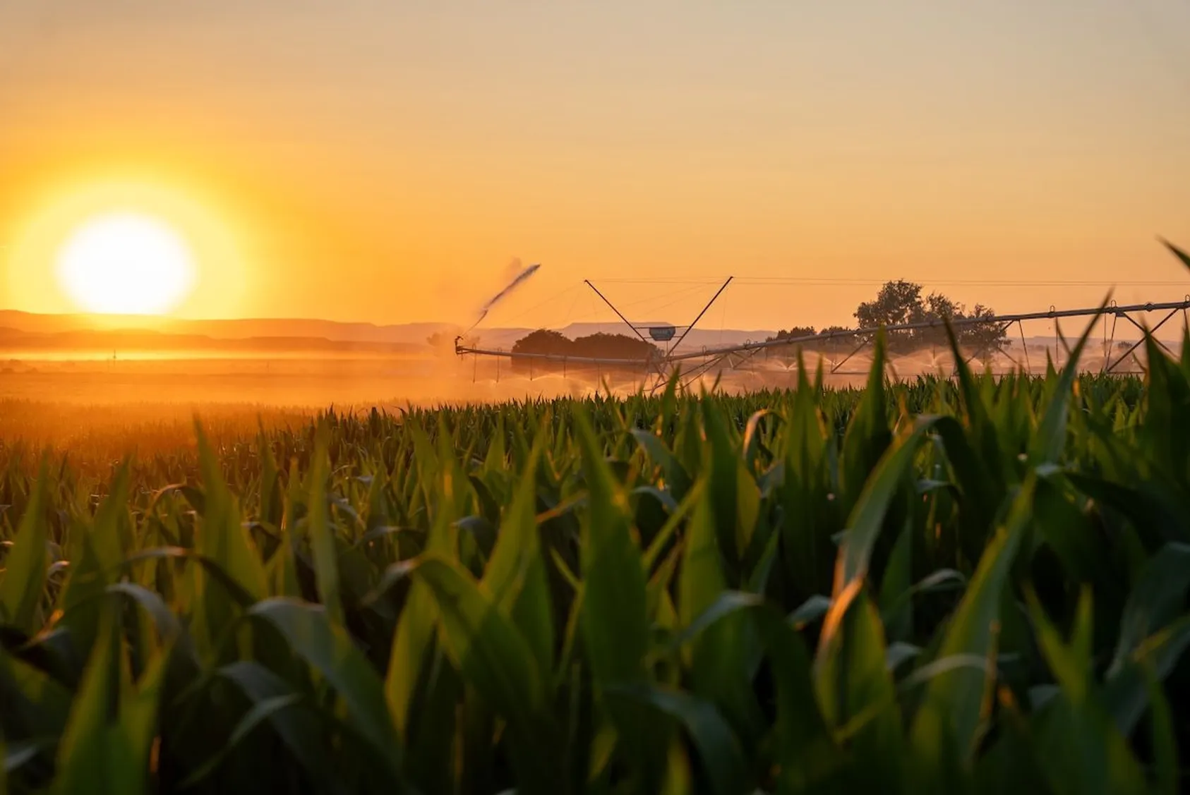 Sunrise over green cornfield with center pivot irrigation system silhouetted against orange sky with bright sun.