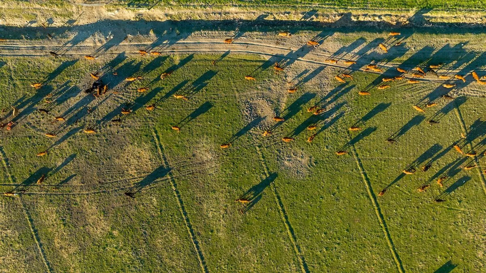 Aerial view of beef cattle grazing on green pasture casting long shadows in golden light.