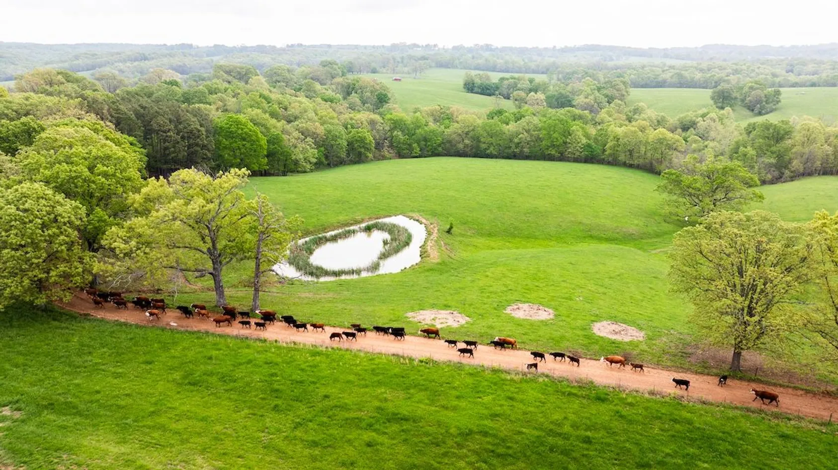 Aerial view of long line of dark cattle walking on dirt path beside kidney-shaped pond in green pasture with forest.