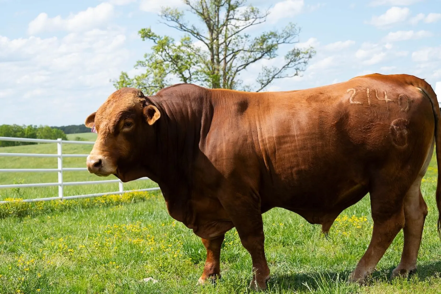 Red-brown beef bull with numbered ear tag standing in profile in green pasture with white fence and trees.