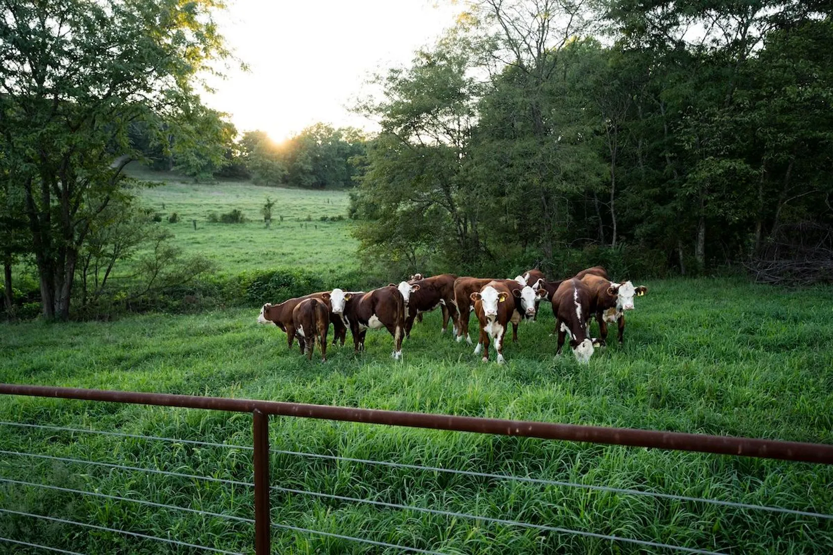 Profitable Pastures: A Landowner's Guide to Cattle Leasing Agreements Featured Image