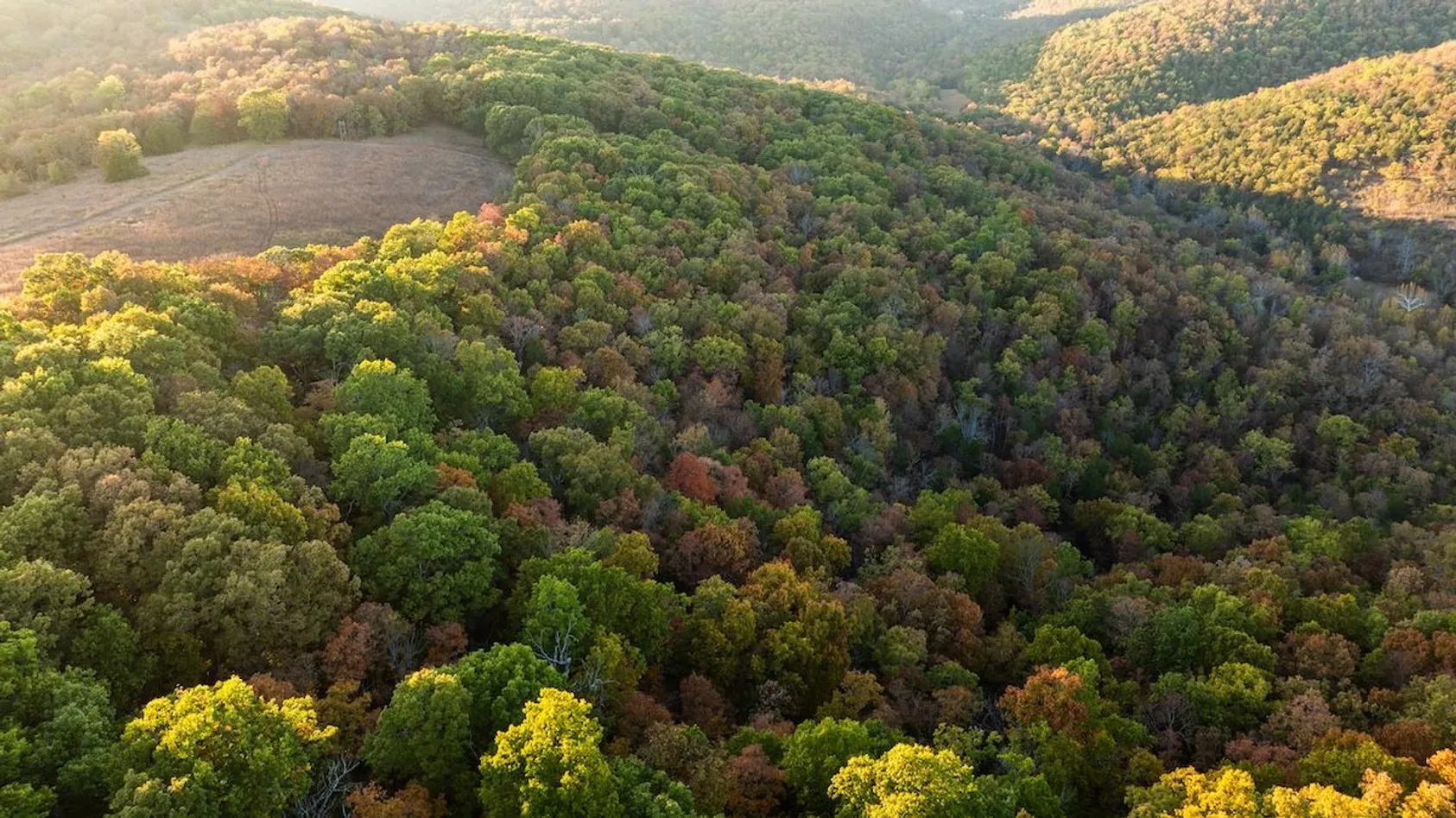 Featured Image for Terrain-Specific Deer Hunting Tactics: From Ridges to Swamps