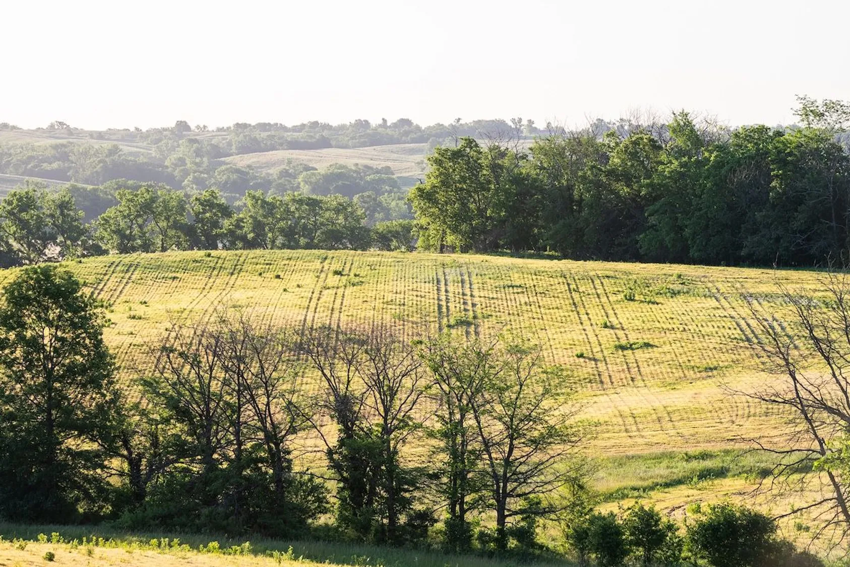 Hillside field with visible planting rows and scattered vegetation, framed by trees in foreground and background.