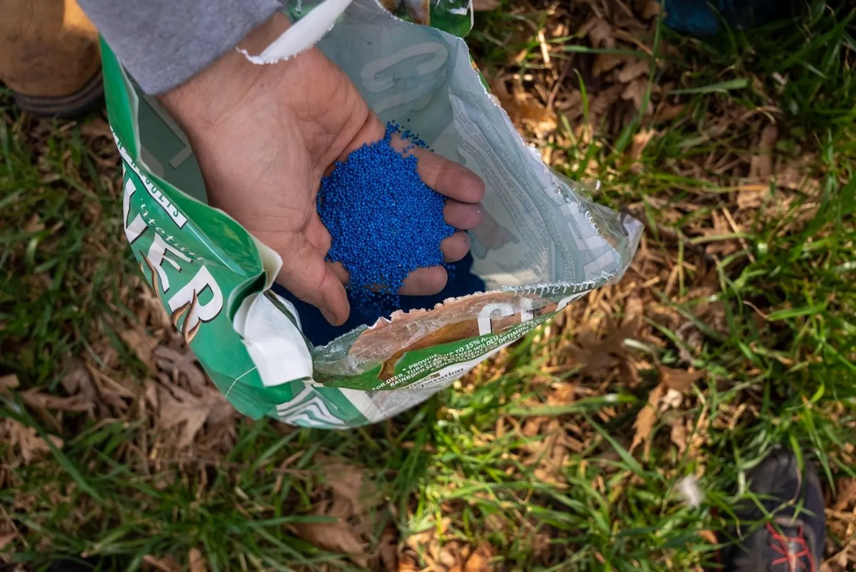 Hand holding blue fertilizer pellets from open bag over ground with grass and leaves.