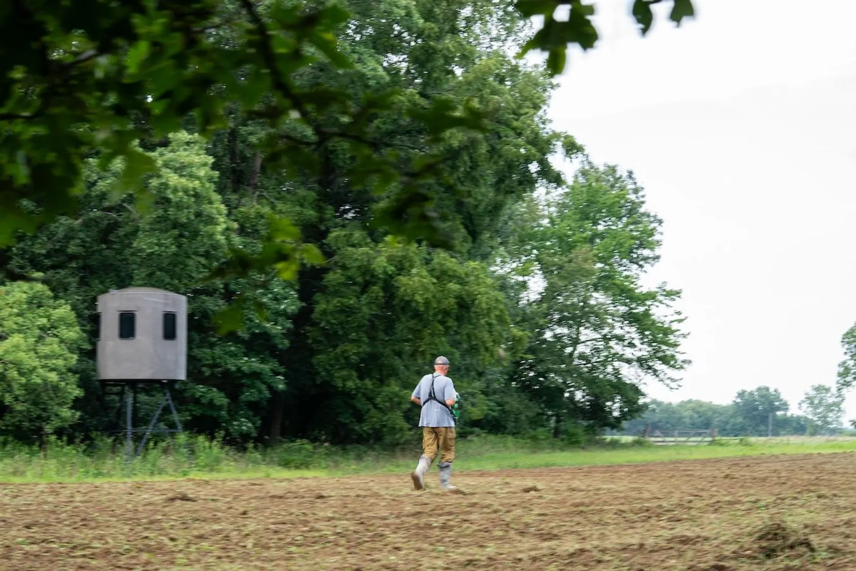 Hunter walking across bare field toward elevated hunting blind with green trees in background.