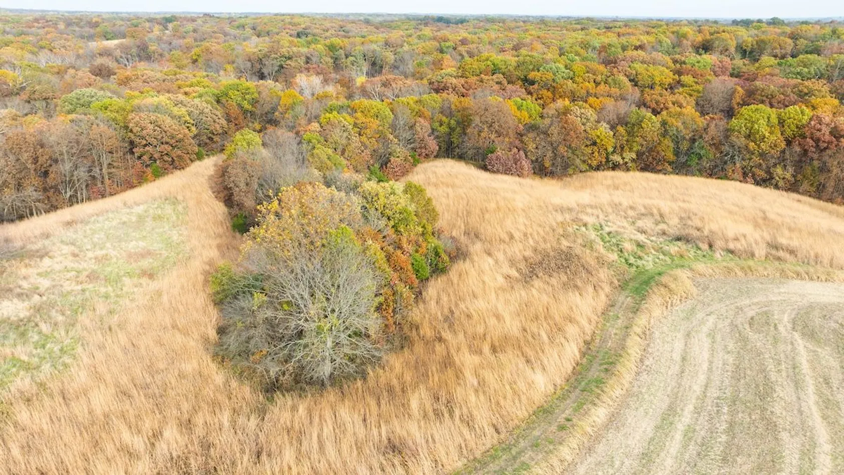 Aerial view of golden grass fields divided by autumn-colored forest strips with mix of green, yellow, and brown trees.