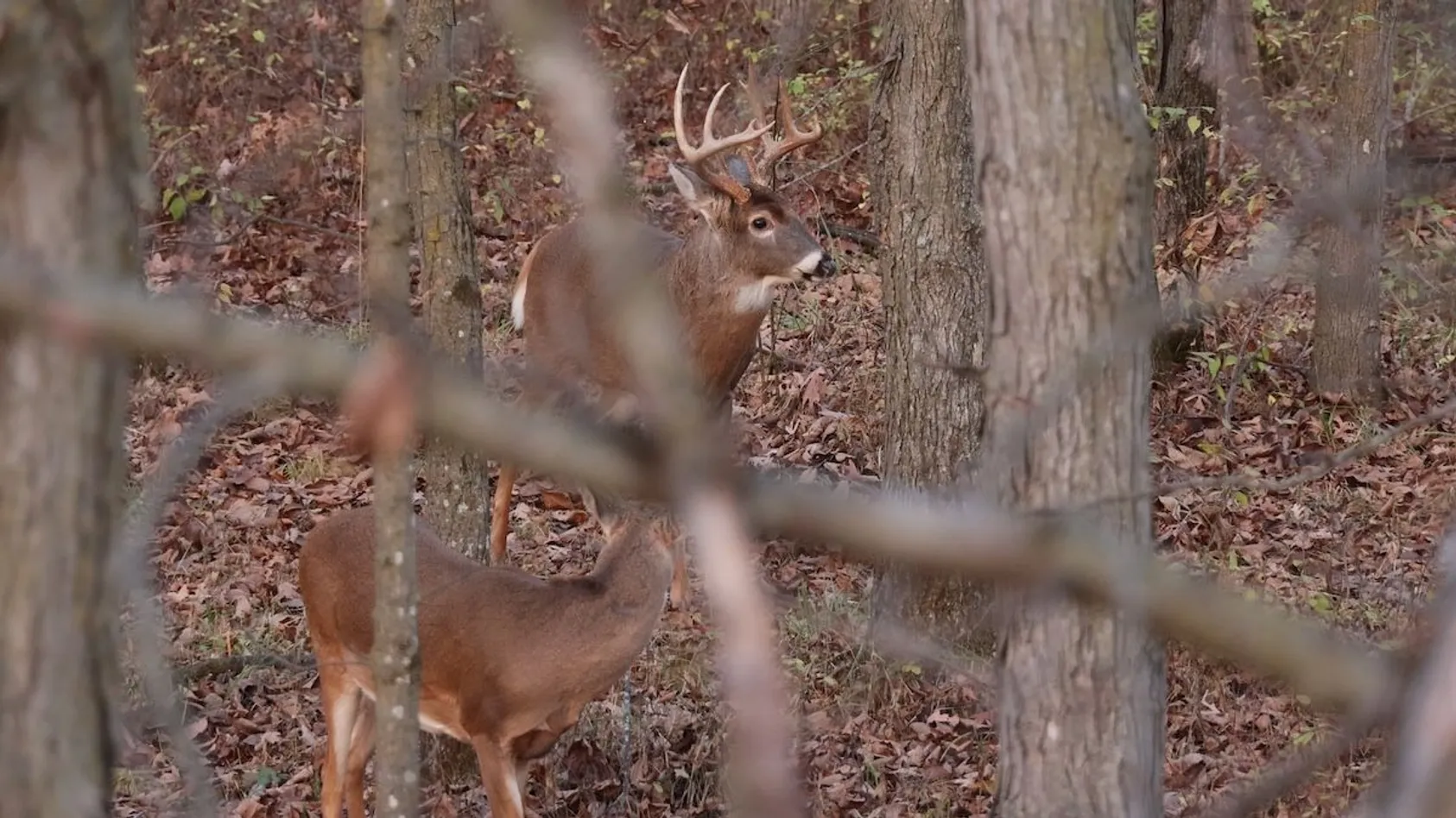 White-tailed buck with antlers standing alert in autumn forest with brown leaves on ground, viewed through blurred branches.