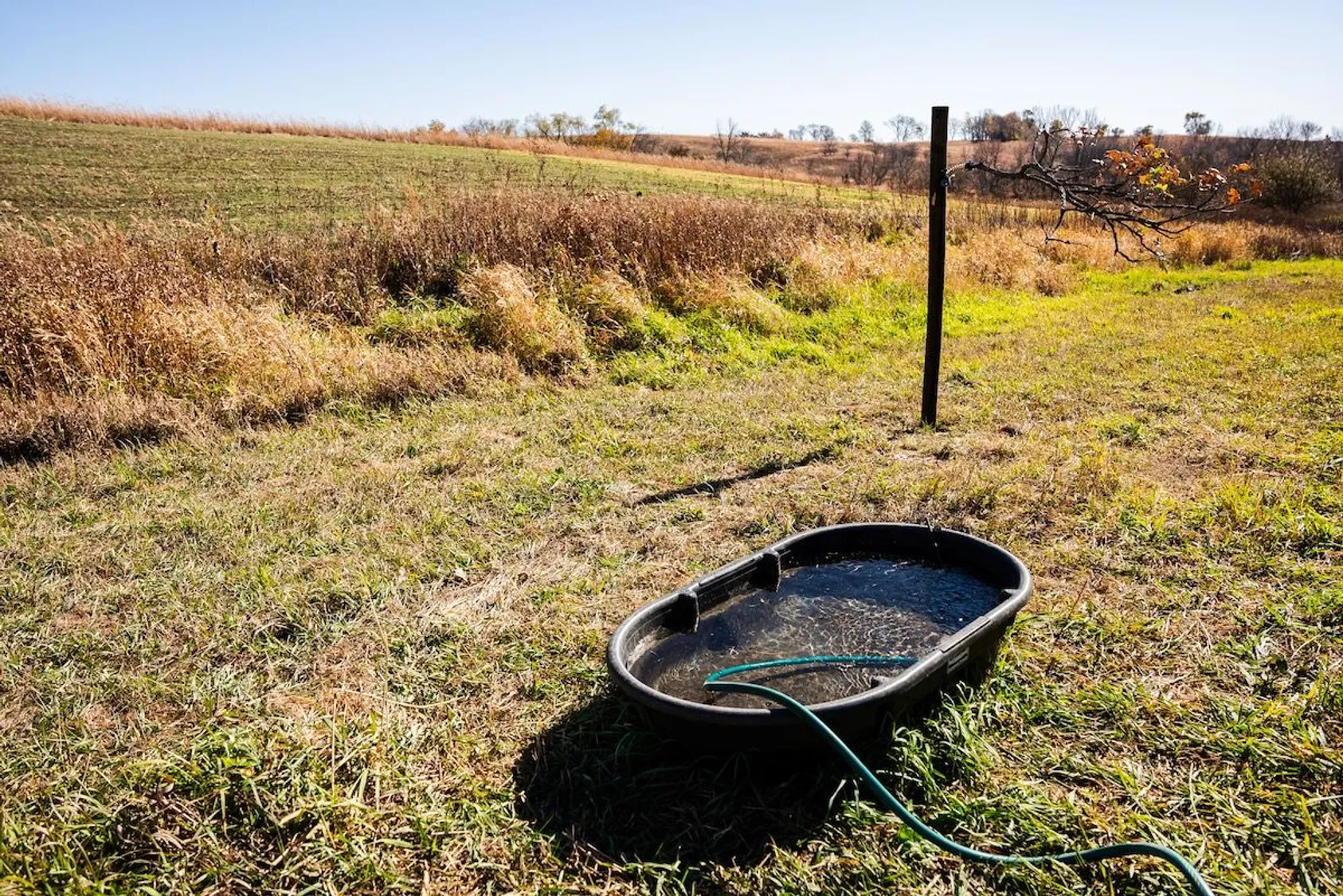 Black plastic stock tank water trough with green hose in field beside dried vegetation and green grass.