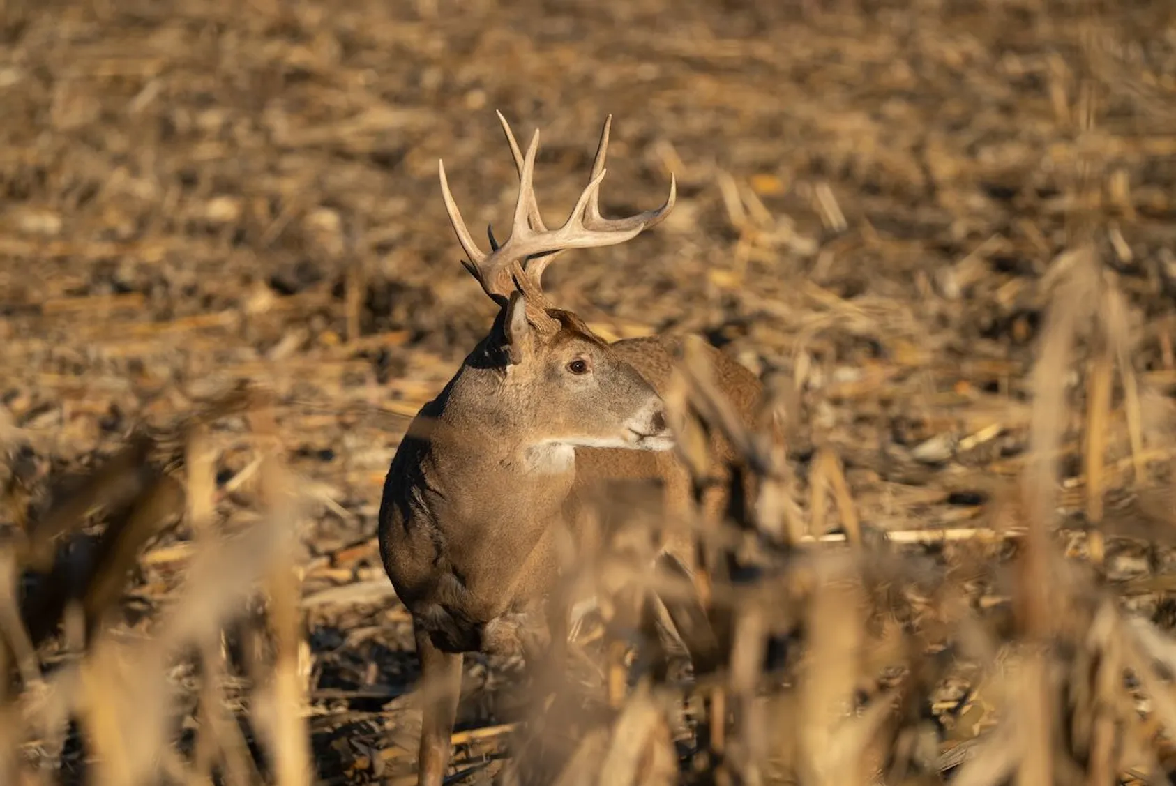 Understanding Land Appraisal When Selling Land with Wildlife Featured Image