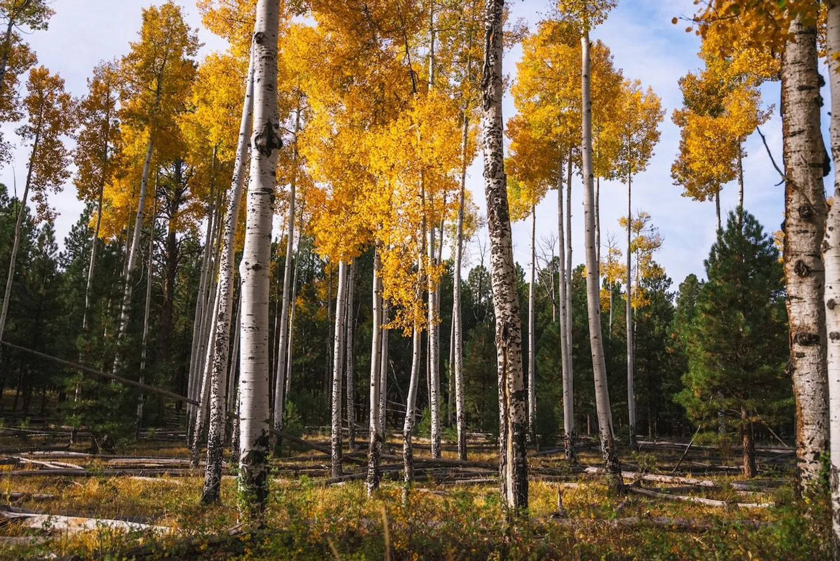 Stand of white-barked aspen trees with golden yellow fall foliage against evergreen forest background.