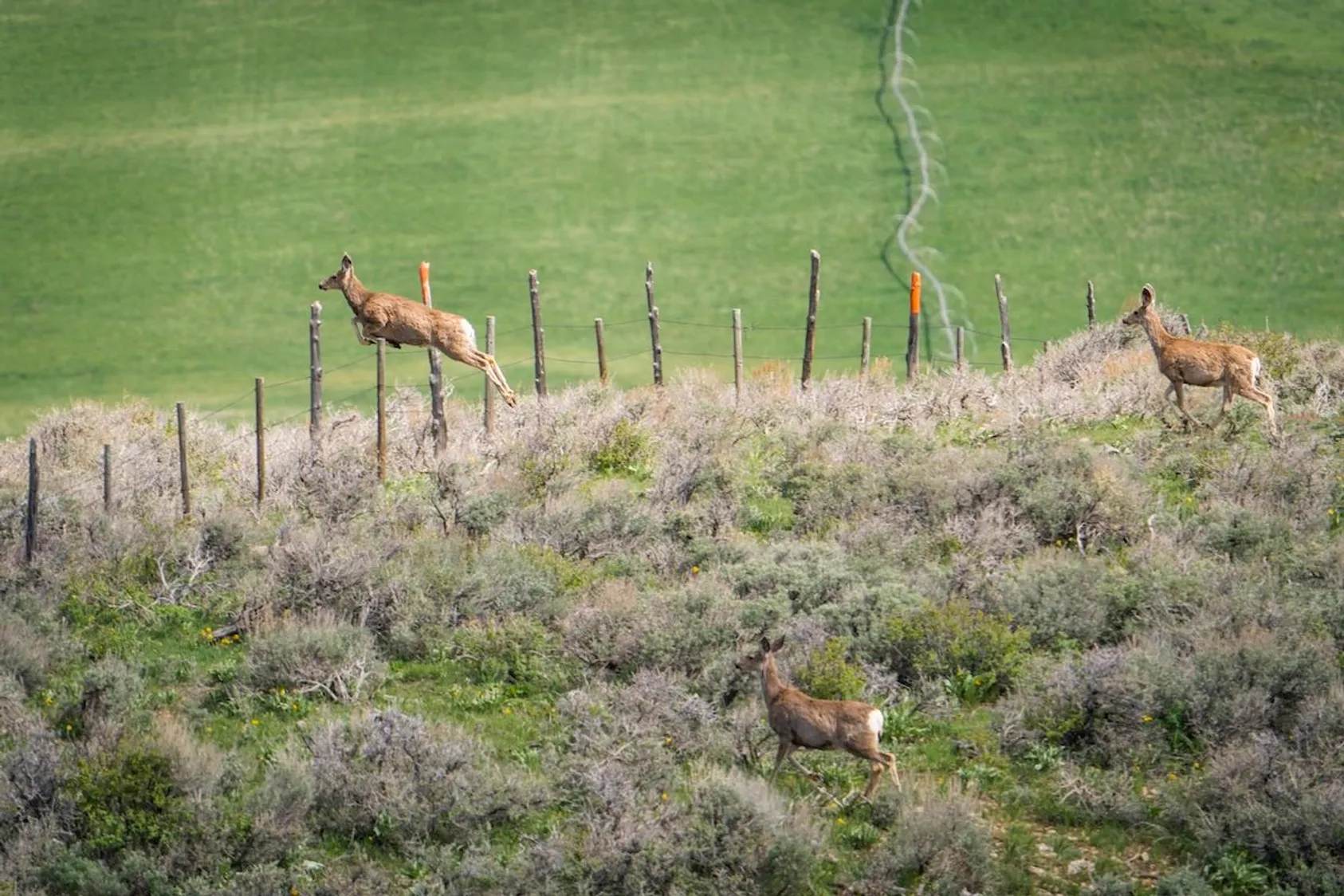 Three mule deer jumping over barbed wire fence in sagebrush terrain with green field behind.