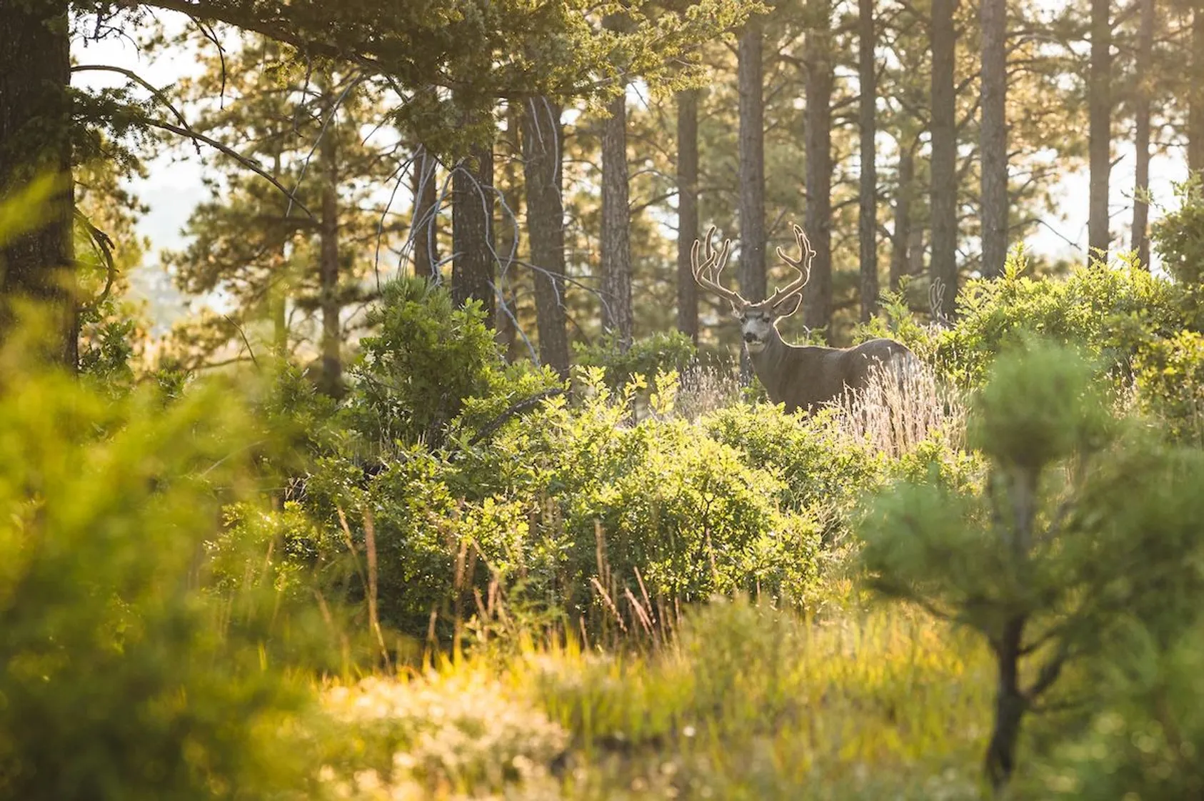 Western States Spotlight: Where to Prioritize Your Mule Deer Hunts Featured Image