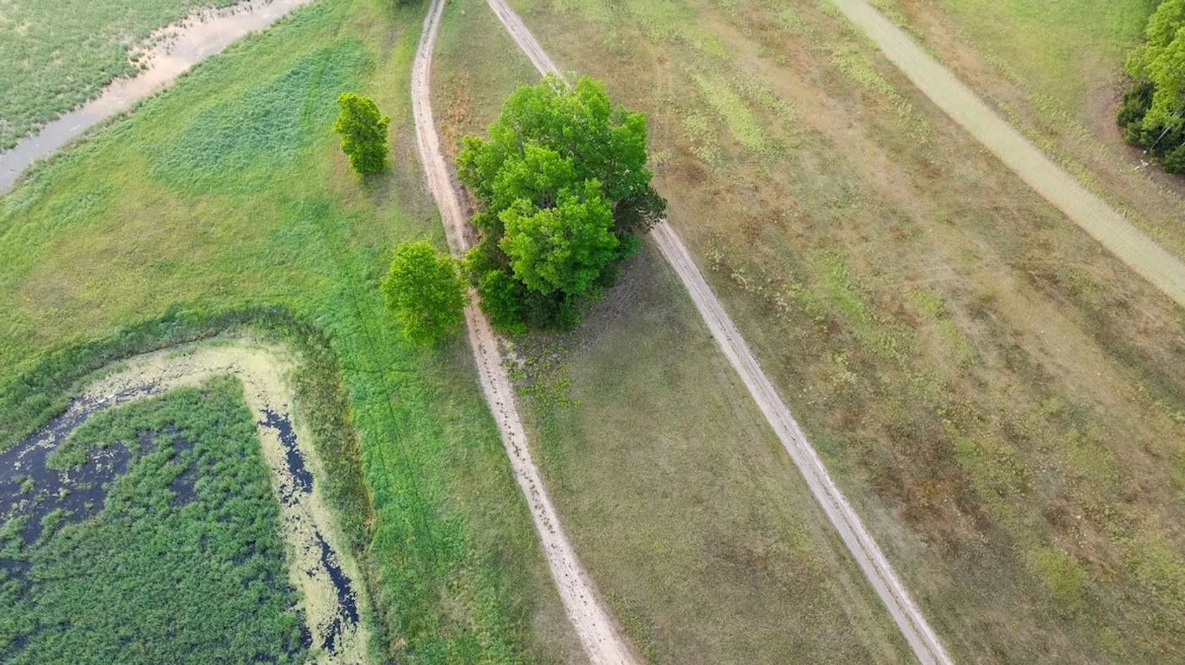 Overhead view of parallel dirt access roads with cluster of green trees between them in rural farmland.