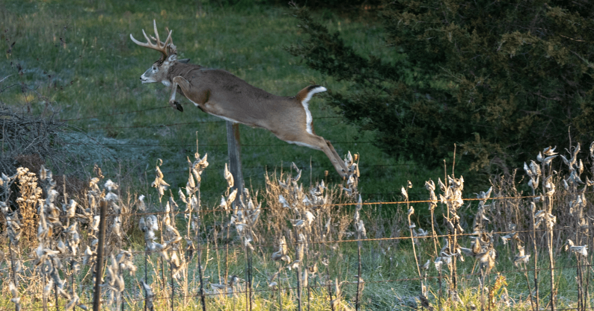 Evening Hunts_ Take Advantage of Whitetail Deer Feeding Patterns-2