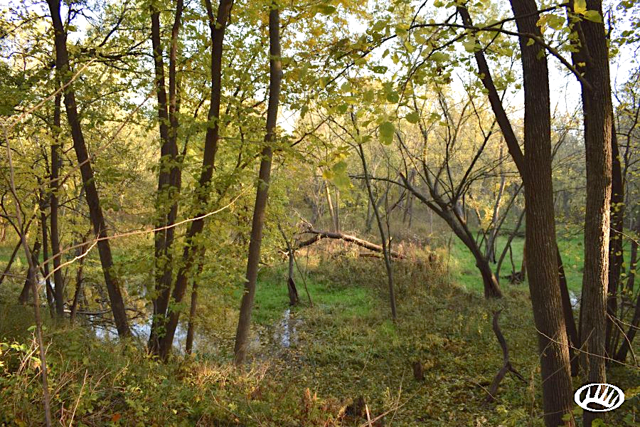 Featured Image for Where Do Deer Sleep?